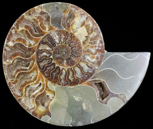 Bargain, Cut Ammonite Fossil (Half) - Agatized #71050